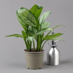 Aglaonema 'Maria Christina', Mit Übertopf Dallas Weiß, Topf-Ø 12 Cm -Die grüne Ecke 0220108453 T12 0220108599 Aglaonema Maria Christina Dallas weiss 14cm t 126167