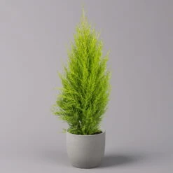 Zimmerzypresse 'Goldcrest Wilma', Topf-Ø 13 Cm, 3er-Set -Die grüne Ecke 0220108501 Cupressus Goldcrest Wilma 13cm 3er set z1 116546