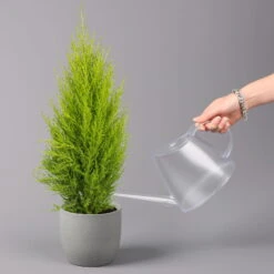 Zimmerzypresse 'Goldcrest Wilma', Topf-Ø 13 Cm, 3er-Set -Die grüne Ecke 0220108501 Cupressus Goldcrest Wilma 13cm 3er set z2 116545