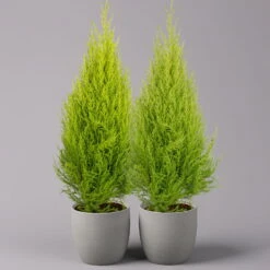 Zimmerzypresse 'Goldcrest', Pyramide, Topf-Ø 17 Cm, 2er-Set