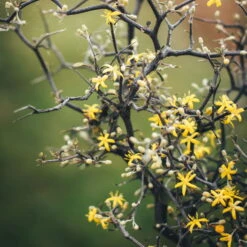 Zickzackstrauch, Topf-Ø 11 Cm, Höhe Ca. 20 Cm, 3er-Set -Die grüne Ecke 0220108510 0220108511 0220108515 0220108516 0220108517 0220108518 0220108519 0220108520 Corokia 1 116837 1