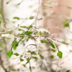 Zickzackstrauch, Topf-Ø 11 Cm, Höhe Ca. 20 Cm, 3er-Set -Die grüne Ecke 0220108510 0220108511 0220108515 0220108516 0220108517 0220108518 0220108519 0220108520 Corokia 2 116838 1