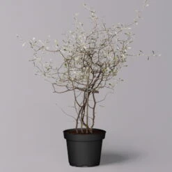 Zickzackstrauch, Topf-Ø 11 Cm, Höhe Ca. 20 Cm, 3er-Set -Die grüne Ecke 0220108516 Corokia cotoneaster 2 119863