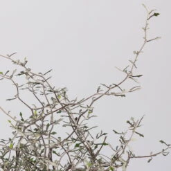 Zickzackstrauch, Topf-Ø 11 Cm, Höhe Ca. 20 Cm, 3er-Set -Die grüne Ecke 0220108516 Corokia cotoneaster 1 117166