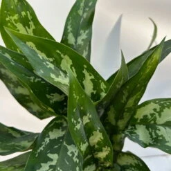 Aglaonema 'Maria', Mit Übertopf Dallas Weiß, Topf-Ø 12 Cm -Die grüne Ecke 0220108528 T12 0220108598 Aglaonema Maria Dallas weiss 14cm 3 125645