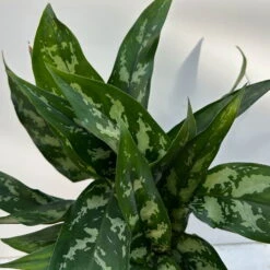 Aglaonema 'Maria', Mit Übertopf Dallas Weiß, Topf-Ø 12 Cm -Die grüne Ecke 0220108528 T12 0220108598 Aglaonema Maria Dallas weiss 14cm 4 125644