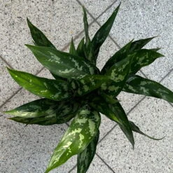 Aglaonema 'Maria', Mit Übertopf Dallas Weiß, Topf-Ø 12 Cm -Die grüne Ecke 0220108528 T12 0220108598 Aglaonema Maria Dallas weiss 14cm 5 125643