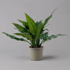 Aglaonema 'Maria', Mit Übertopf Dallas Weiß, Topf-Ø 12 Cm -Die grüne Ecke 0220108528 T12 0220108598 Aglaonema Maria Dallas weiss 14cm 126171