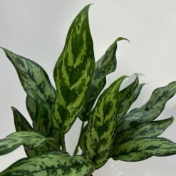 Aglaonema 'Miss Juliette', Topf-Ø 12 Cm, Höhe Ca. 35 Cm -Die grüne Ecke 0220108541 Aglaonema Miss Juliette 12cmT H35cm 7 125647