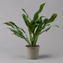 Aglaonema 'Miss Juliette', Topf-Ø 12 Cm, Höhe Ca. 35 Cm -Die grüne Ecke 0220108541 Aglaonema Miss Juliette 12cmT H35cm f 126173