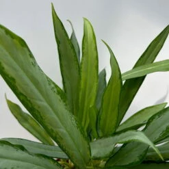 Aglaonema 'White Lance', Topf-Ø 17 Cm, Höhe Ca. 40 Cm -Die grüne Ecke 0220108544 Aglaonema White Lance 17cmT H40cm 2 125650