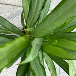 Aglaonema 'White Lance', Topf-Ø 17 Cm, Höhe Ca. 40 Cm -Die grüne Ecke 0220108544 Aglaonema White Lance 17cmT H40cm 4 125652