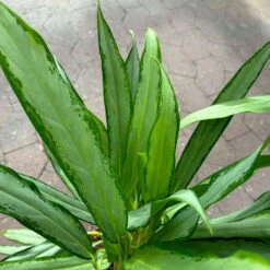 Aglaonema 'White Lance', Topf-Ø 17 Cm, Höhe Ca. 40 Cm -Die grüne Ecke 0220108544 Aglaonema White Lance 17cmT H40cm 5 125651