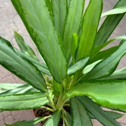 Aglaonema 'White Lance', Topf-Ø 17 Cm, Höhe Ca. 40 Cm -Die grüne Ecke 0220108544 Aglaonema White Lance 17cmT H40cm 6 125649