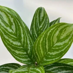 Aglaonema 'Stripes', Topf-Ø 12 Cm Mit Übertopf Dallas Weiß -Die grüne Ecke 0220108574 T12 0220108592 Aglaonema Stripes T12 Dallas weiss 14cm 1 125655