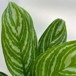 Aglaonema 'Stripes', Topf-Ø 12 Cm Mit Übertopf Dallas Weiß -Die grüne Ecke 0220108574 T12 0220108592 Aglaonema Stripes T12 Dallas weiss 14cm 2 125654