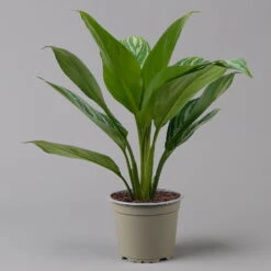 Aglaonema 'Stripes', Topf-Ø 12 Cm Mit Übertopf Dallas Weiß -Die grüne Ecke 0220108574 T12 0220108592 Aglaonema Stripes T12 Dallas weiss 14cm f 126177