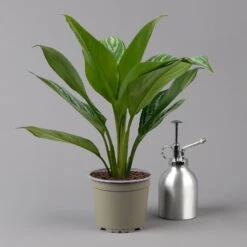 Aglaonema 'Stripes', Topf-Ø 12 Cm Mit Übertopf Dallas Weiß -Die grüne Ecke 0220108574 T12 0220108592 Aglaonema Stripes T12 Dallas weiss 14cm t 126178