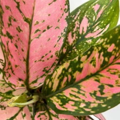 Aglaonema 'Pink', Topf-Ø 12 Cm -Die grüne Ecke 0220108587 Aglaonema Pink 12cmT 10 125662