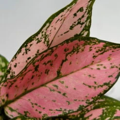 Aglaonema 'Pink', Topf-Ø 12 Cm -Die grüne Ecke 0220108587 Aglaonema Pink 12cmT 11 125663