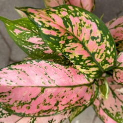 Aglaonema 'Pink', Topf-Ø 12 Cm -Die grüne Ecke 0220108587 Aglaonema Pink 12cmT 8 125665