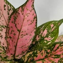 Aglaonema 'Pink', Topf-Ø 12 Cm -Die grüne Ecke 0220108587 Aglaonema Pink 12cmT 9 125664