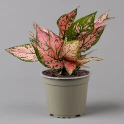 Aglaonema 'Pink', Topf-Ø 12 Cm -Die grüne Ecke 0220108587 Aglaonema Pink 12cmT f 126184