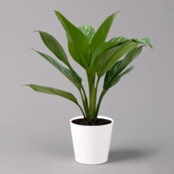 Aglaonema 'Stripes', Topf-Ø 12 Cm Mit Übertopf Dallas Weiß -Die grüne Ecke 0220108592 Aglaonema Stripes T12 Dallas weiss 14cm f 126186
