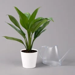 Aglaonema 'Stripes', Topf-Ø 12 Cm Mit Übertopf Dallas Weiß