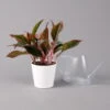 Aglaonema 'Crete', Mit Übertopf Dallas Weiß, Topf-Ø 12 Cm -Die grüne Ecke 0220108597 Aglaonema Crete Dallas weiss 14cm t 126190