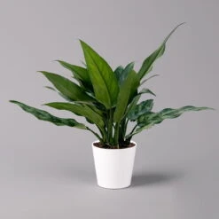 Aglaonema 'Maria', Mit Übertopf Dallas Weiß, Topf-Ø 12 Cm -Die grüne Ecke 0220108598 Aglaonema Maria Dallas weiss 14cm f 126191