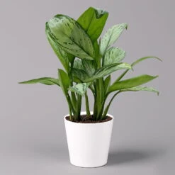 Aglaonema 'Maria Christina', Mit Übertopf Dallas Weiß, Topf-Ø 12 Cm -Die grüne Ecke 0220108599 Aglaonema Maria Christina Dallas weiss 14cm f 126194