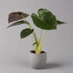 Alocasia 'Wentii', Topf-Ø 17 Cm, Höhe Ca. 60 Cm -Die grüne Ecke 0220110051 Alocasia Wentii 21