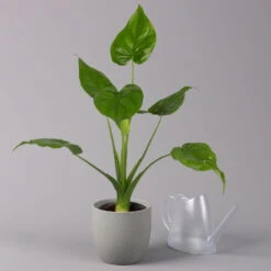 Alocasia 'Cucullata', Topf-Ø 17 Cm, Höhe Ca. 65 Cm -Die grüne Ecke 0220110083 Alocasia Cucullata 22