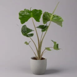 Alocasia Macrorrhiza 'Stingray', Topf-Ø 17 Cm, Höhe Ca. 60 Cm -Die grüne Ecke 0220110085 Alocasia Macror Stingray 12