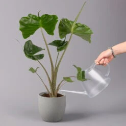 Alocasia Macrorrhiza 'Stingray', Topf-Ø 17 Cm, Höhe Ca. 60 Cm -Die grüne Ecke 0220110085 Alocasia Macror Stingray 1 1