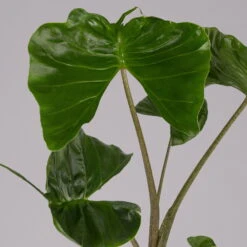 Alocasia Macrorrhiza 'Stingray', Topf-Ø 17 Cm, Höhe Ca. 60 Cm -Die grüne Ecke 0220110085 Alocasia Stingray