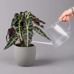 Alocasia 'Polly', Topf-Ø 17 Cm, Höhe Ca. 45 Cm -Die grüne Ecke 0220110100 Alocasia Polly 13