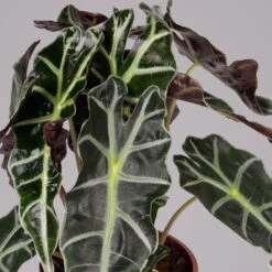 Alocasia 'Polly', Topf-Ø 17 Cm, Höhe Ca. 45 Cm -Die grüne Ecke 0220110100 Alocasia Polly 2