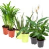 Luftreinigender Mix Für Sonnig/halbschattige Standorte, Topf 12 Cm Ø -Die grüne Ecke 0220150054 Schadstoff Killer Mix4 6er Set T12 je 2xAloe Dypsis Spathiph