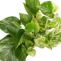 Grünpflanzen Trend-Mix Für Halbschattig/schattige Standorte, Topf 12 Cm Ø -Die grüne Ecke 0220150063