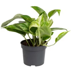 Grünpflanzen Trend-Mix Für Halbschattig/schattige Standorte, Topf 12 Cm Ø -Die grüne Ecke 0220150063 1