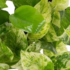 Grünpflanzen Trend-Mix Für Halbschattig/schattige Standorte, Topf 12 Cm Ø -Die grüne Ecke 0220150063 1 1