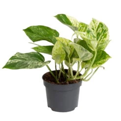 Grünpflanzen Trend-Mix Für Halbschattig/schattige Standorte, Topf 12 Cm Ø -Die grüne Ecke 0220150063 2