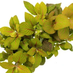 Grünpflanzen Trend-Mix Für Sonnig/halbschattige Standorte, Topf 12 Cm Ø -Die grüne Ecke 0220150063 3