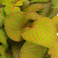 Grünpflanzen Trend-Mix Für Sonnig/halbschattige Standorte, Topf 12 Cm Ø -Die grüne Ecke 0220150063 3 1