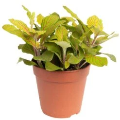 Grünpflanzen Trend-Mix Für Sonnig/halbschattige Standorte, Topf 12 Cm Ø -Die grüne Ecke 0220150063 4