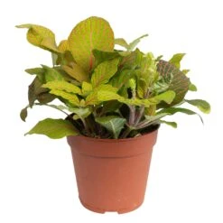 Grünpflanzen Trend-Mix Für Sonnig/halbschattige Standorte, Topf 12 Cm Ø -Die grüne Ecke 0220150063 5