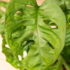 Grünpflanzen Trend-Mix Für Halbschattig/schattige Standorte, Topf 12 Cm Ø -Die grüne Ecke 0220150063 6