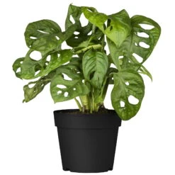 Grünpflanzen Trend-Mix Für Halbschattig/schattige Standorte, Topf 12 Cm Ø -Die grüne Ecke 0220150063 7